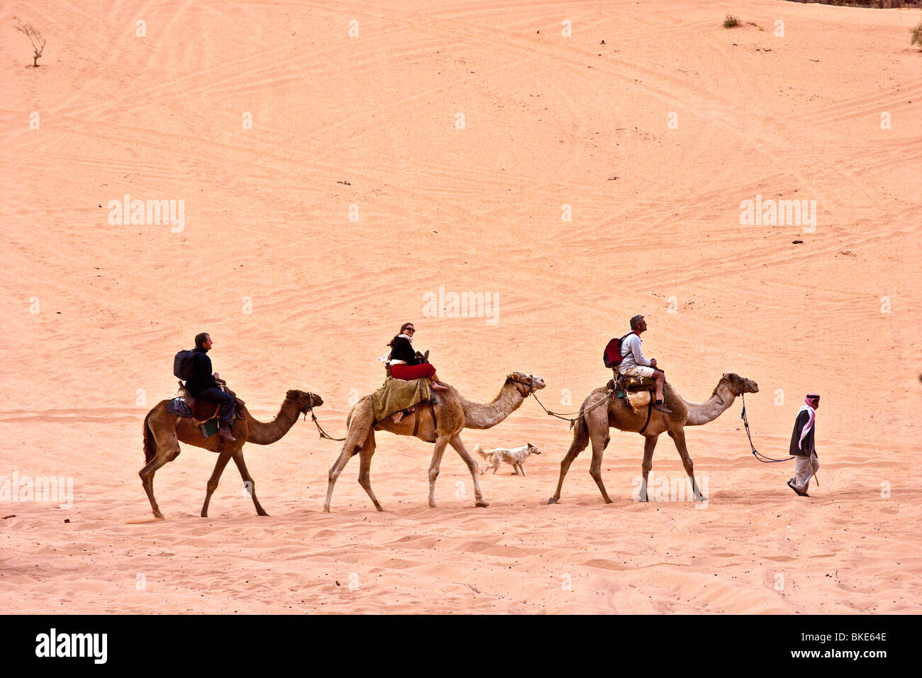 Cammello nel deserto , Wadi Rum , Giordania Foto Stock