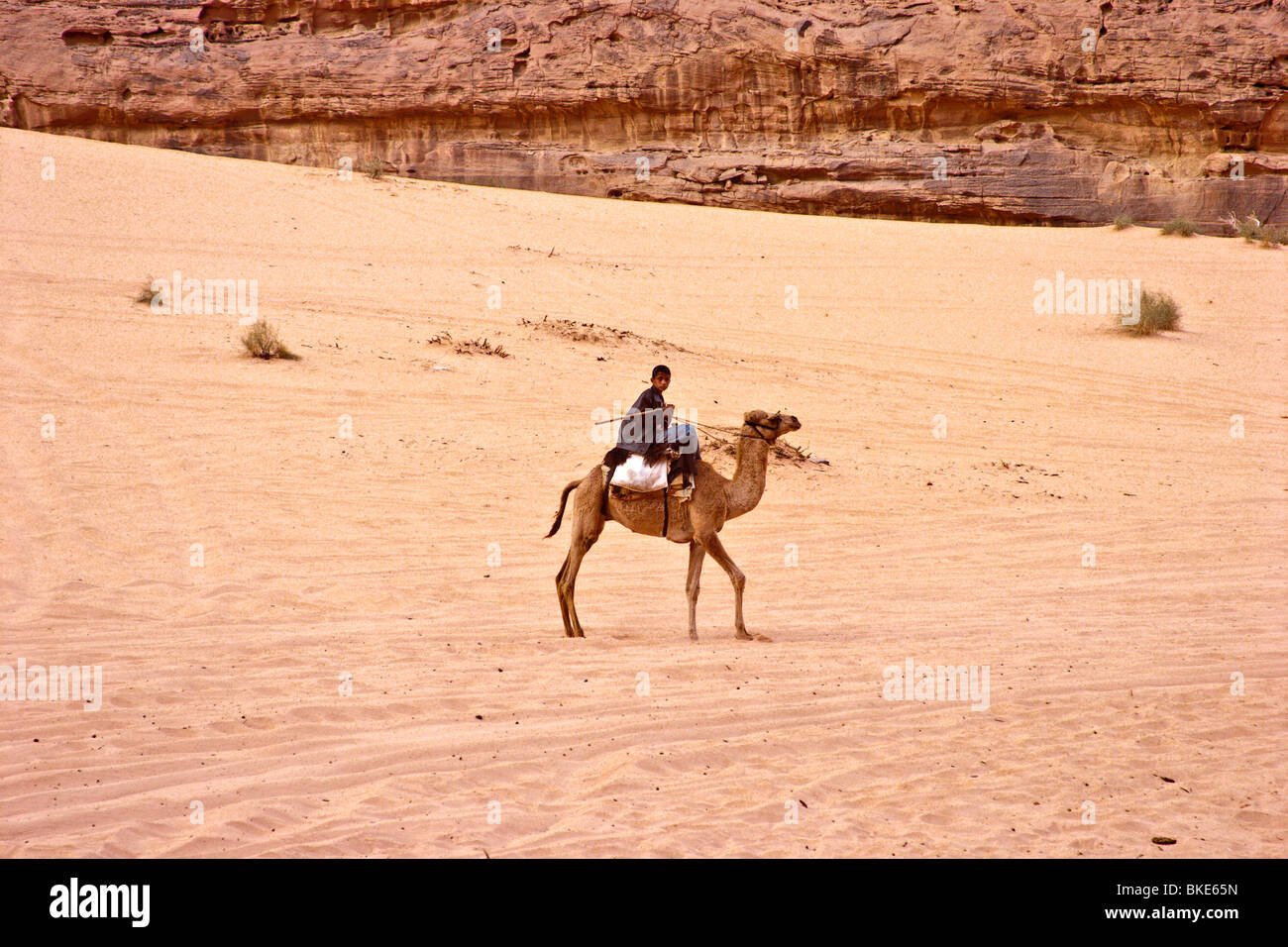 Camel essendo cavalcato nel deserto , Wadi Rum , Giordania Foto Stock