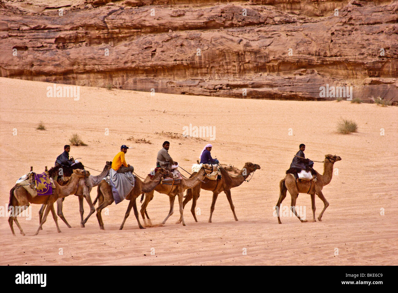 Camel train nel Wadi Rum , Giordania Foto Stock