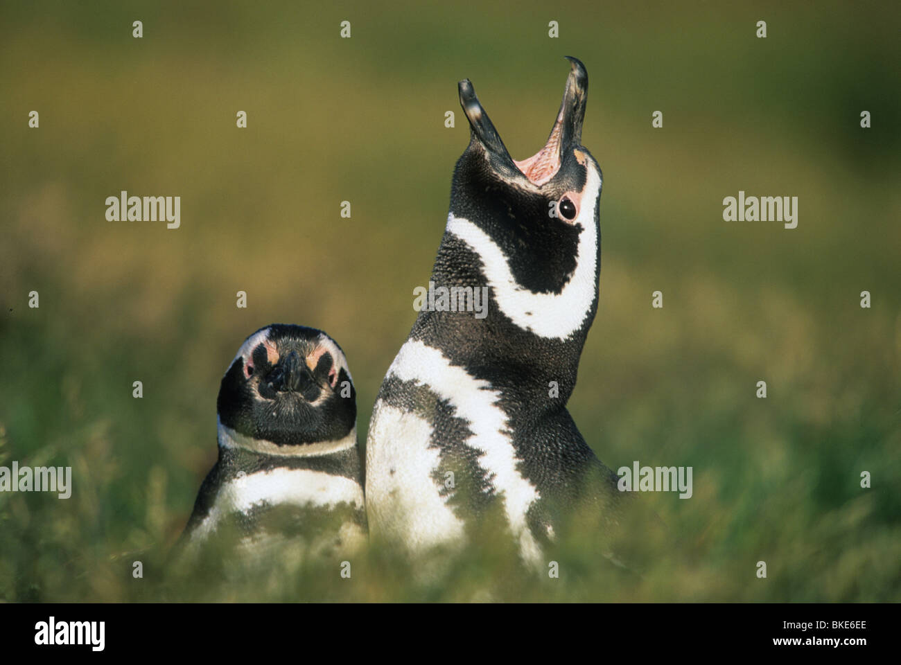 I pinguini di Magellano, (Spheniscus magellanicus), chiamando, Sea Lion Island, Isole Falkland. Foto Stock