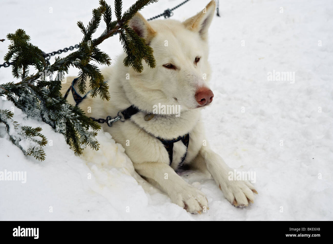 Husky cane attende il suo turno di tirare una slitta, Gålå, Norvegia Foto Stock