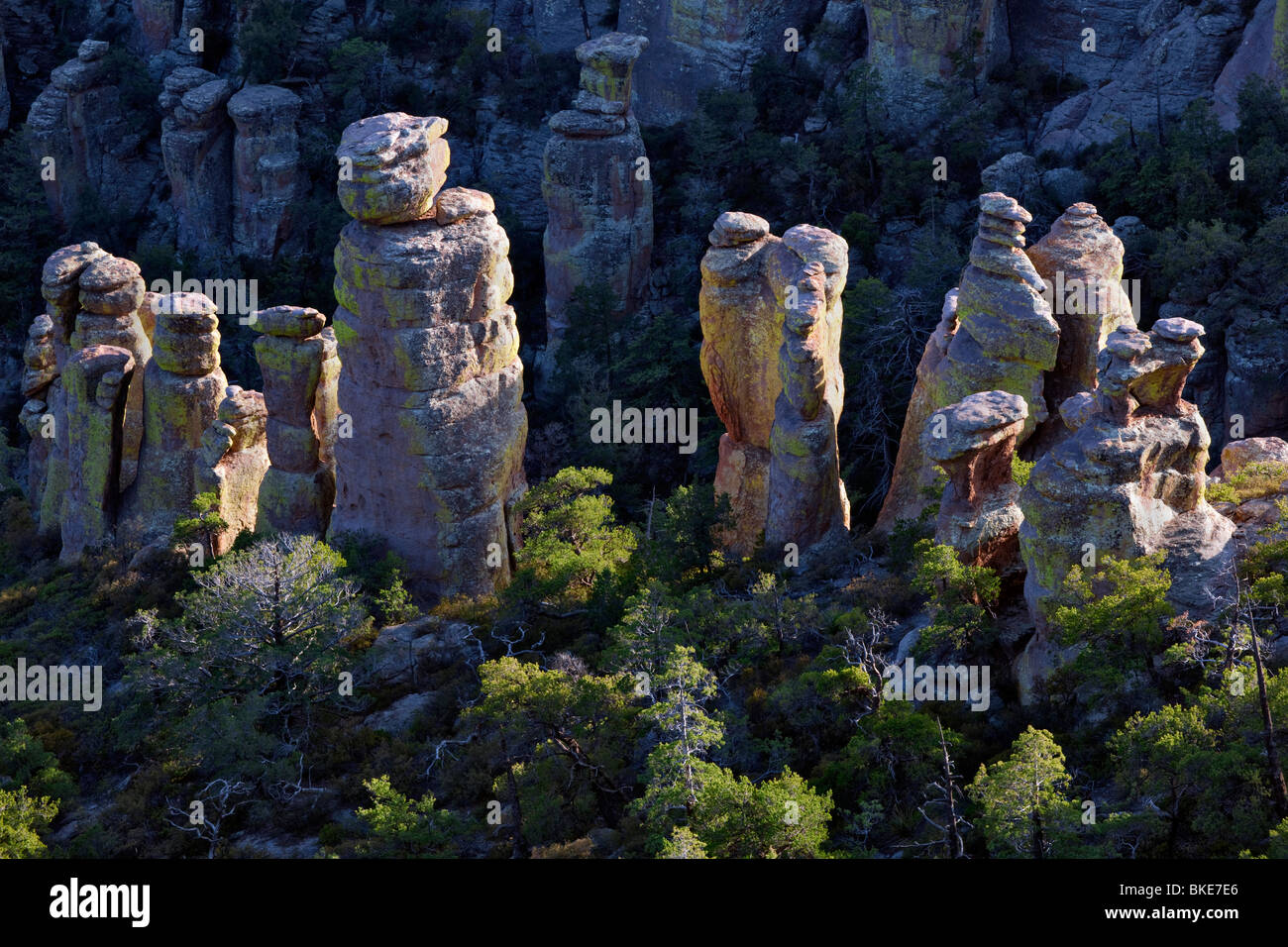 Innumerevoli lichen coperto pinnacoli di roccia si ergono nel Canyon di riolite e Arizona remote Chiricahua National Monument. Foto Stock