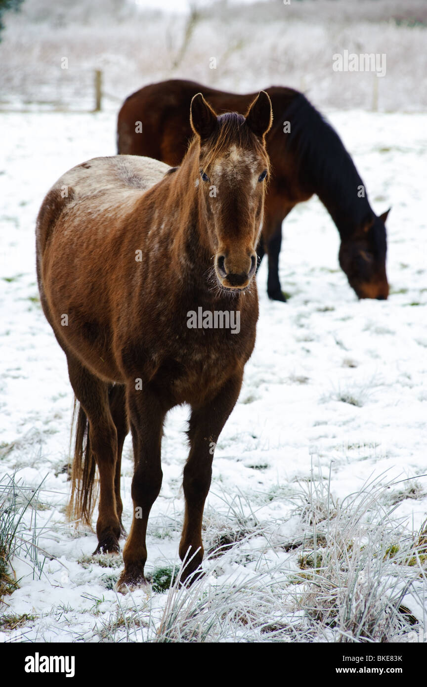 I cavalli in coperta di neve campo in South Lanarkshire, Scozia Foto Stock