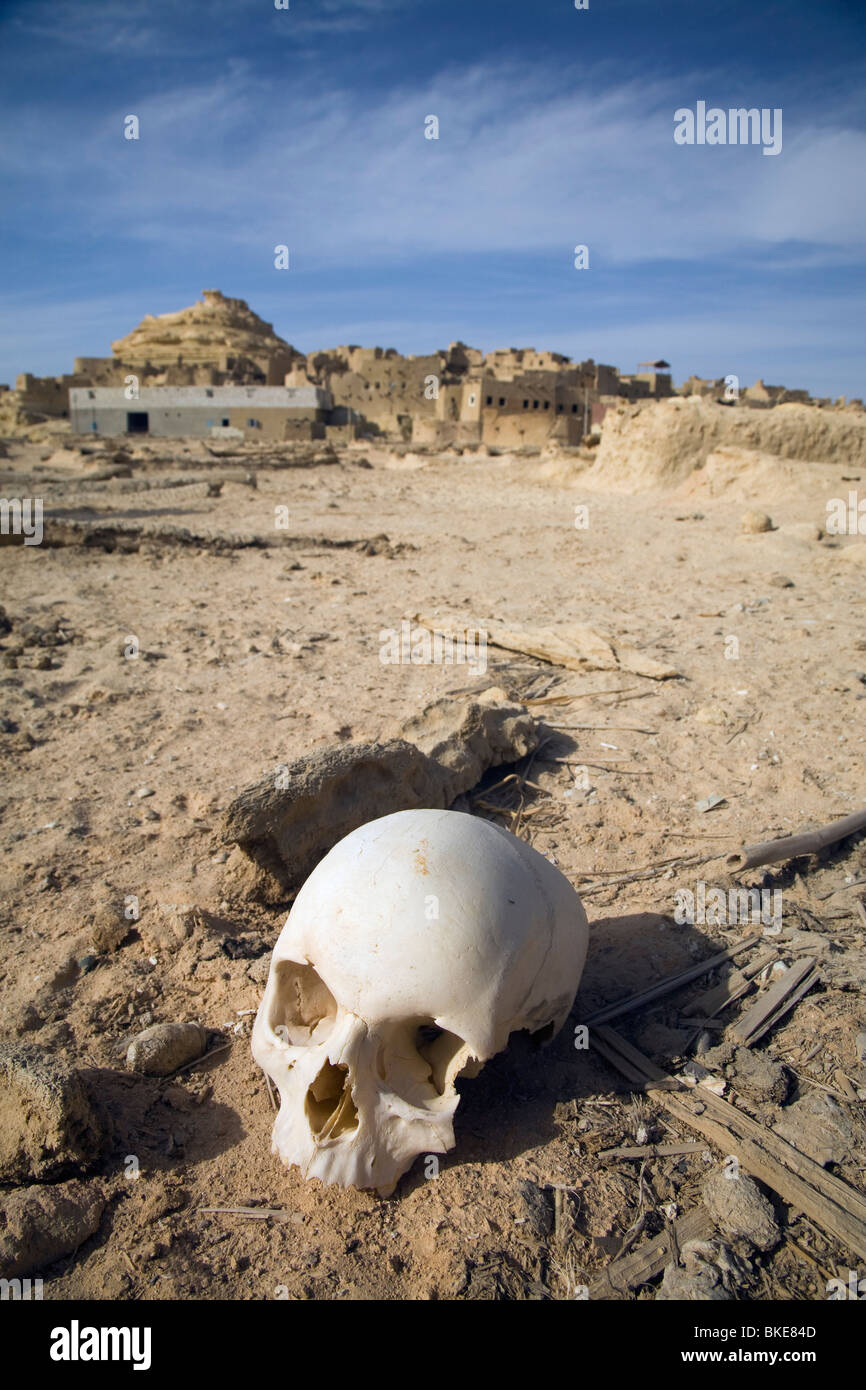 Cranio umano in un cimitero, l'Oasi di Siwa, Egitto Foto Stock