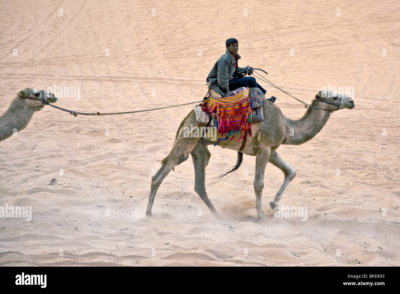 Cammello nel deserto , Wadi Rum , Giordania Foto Stock