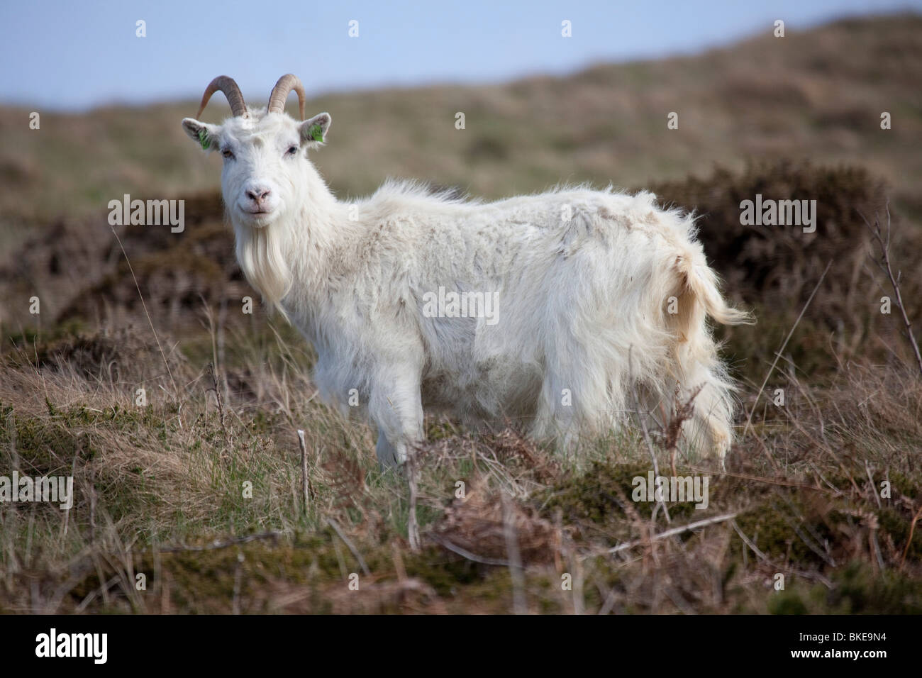 Wild capre Kashmir Capra falconeri cashmiriensis il roaming il Great Orme promontorio in Llandudno North Wales Foto Stock