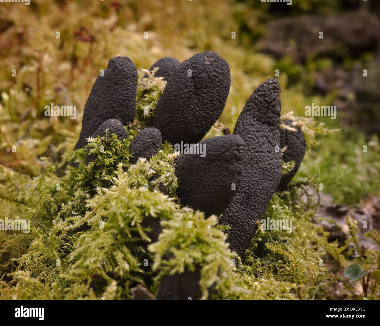Dead Men le dita (Xylaria polymorpha) che cresce su un muschio coperto ceppo di albero. Foto Stock