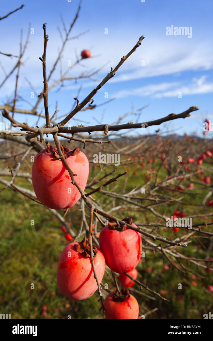 Persimmon frutti sugli alberi settore agricoltura Foto Stock