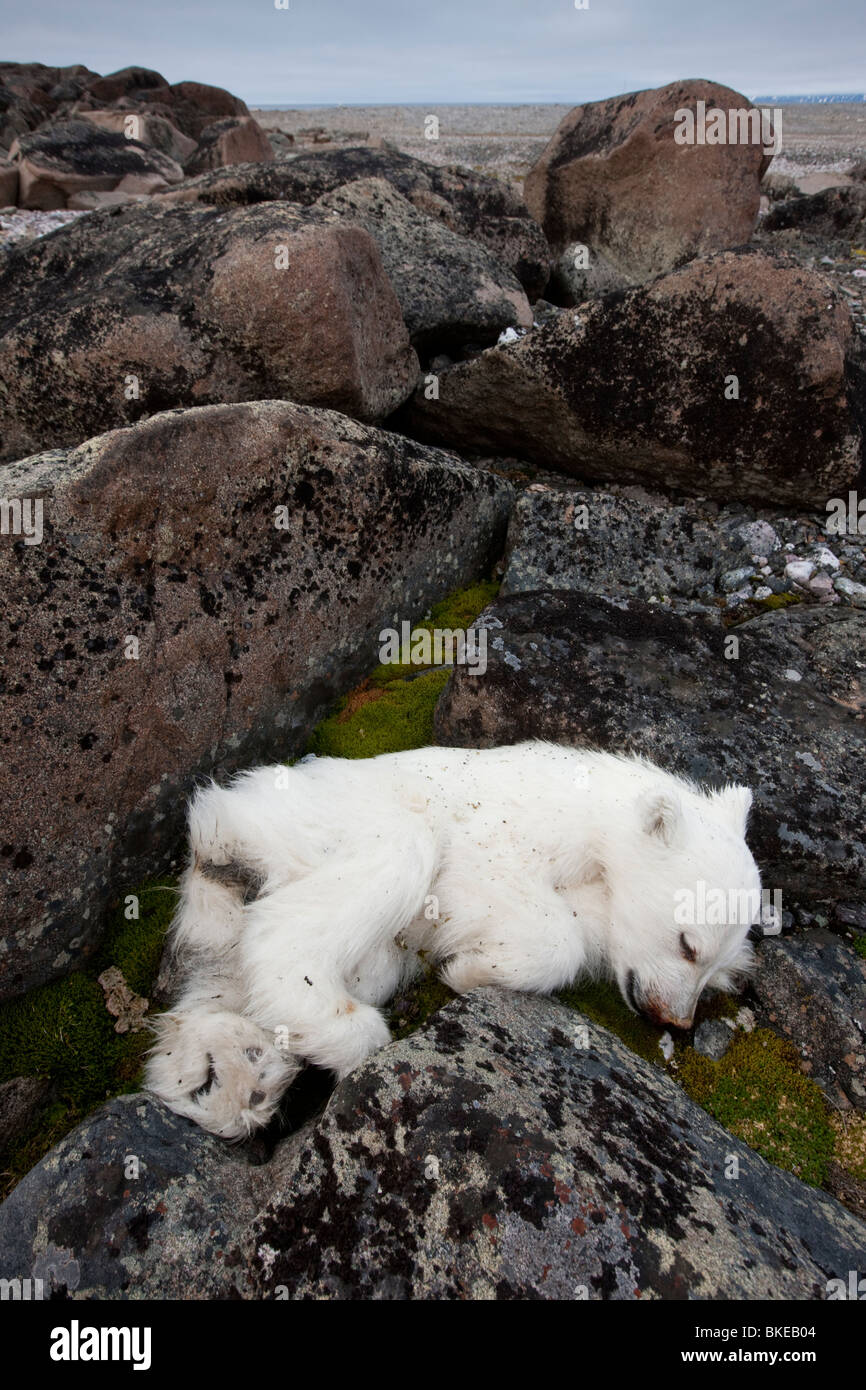 Norvegia Isole Svalbard, Nordaustlandet, Polar Bear Cub (Ursus maritimus) giace morto sulla tundra rocciosa sull isola Lagøya Foto Stock