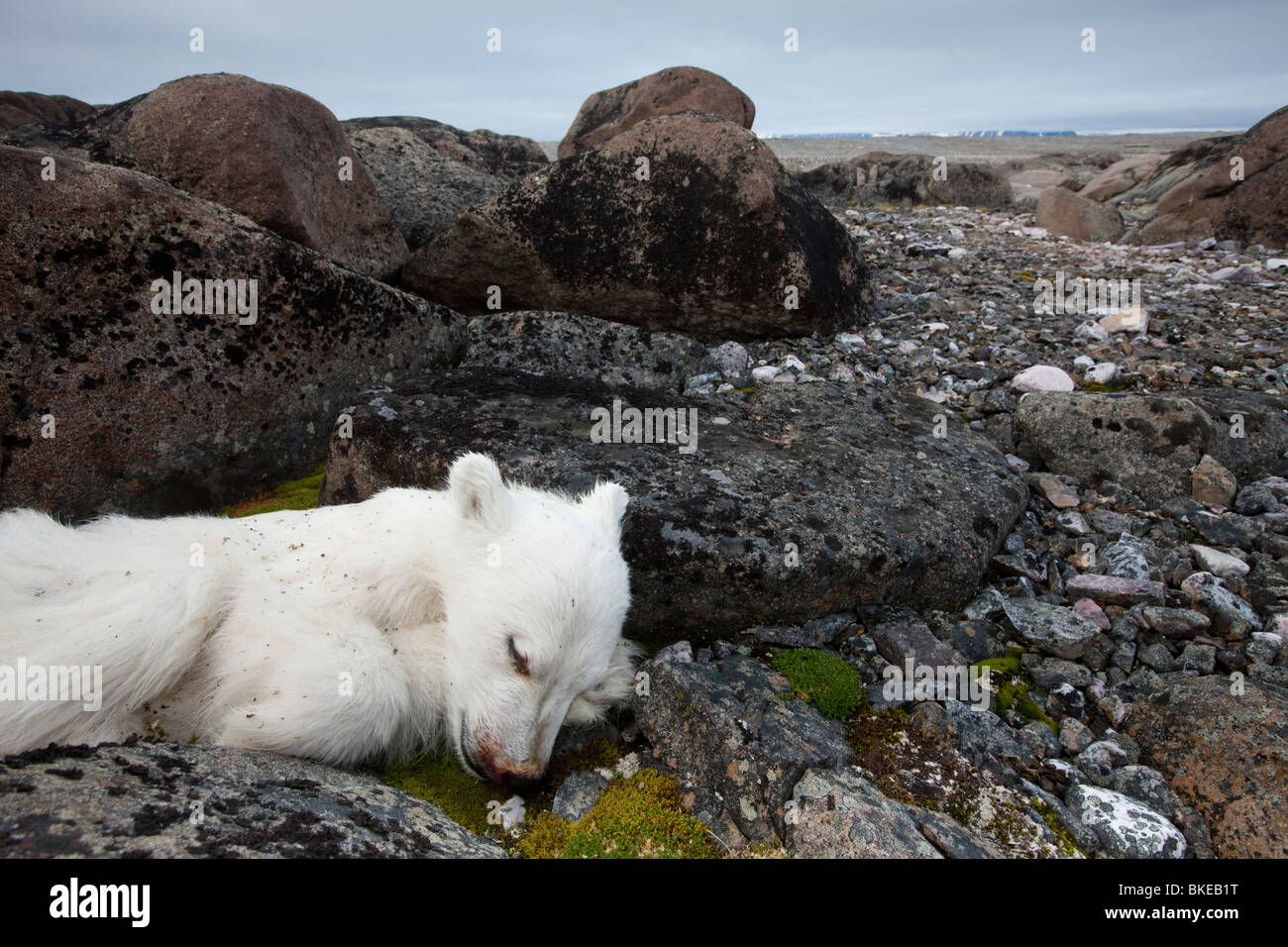 Norvegia Isole Svalbard, Nordaustlandet, Polar Bear Cub (Ursus maritimus) giace morto sulla tundra rocciosa sull isola Lagøya Foto Stock