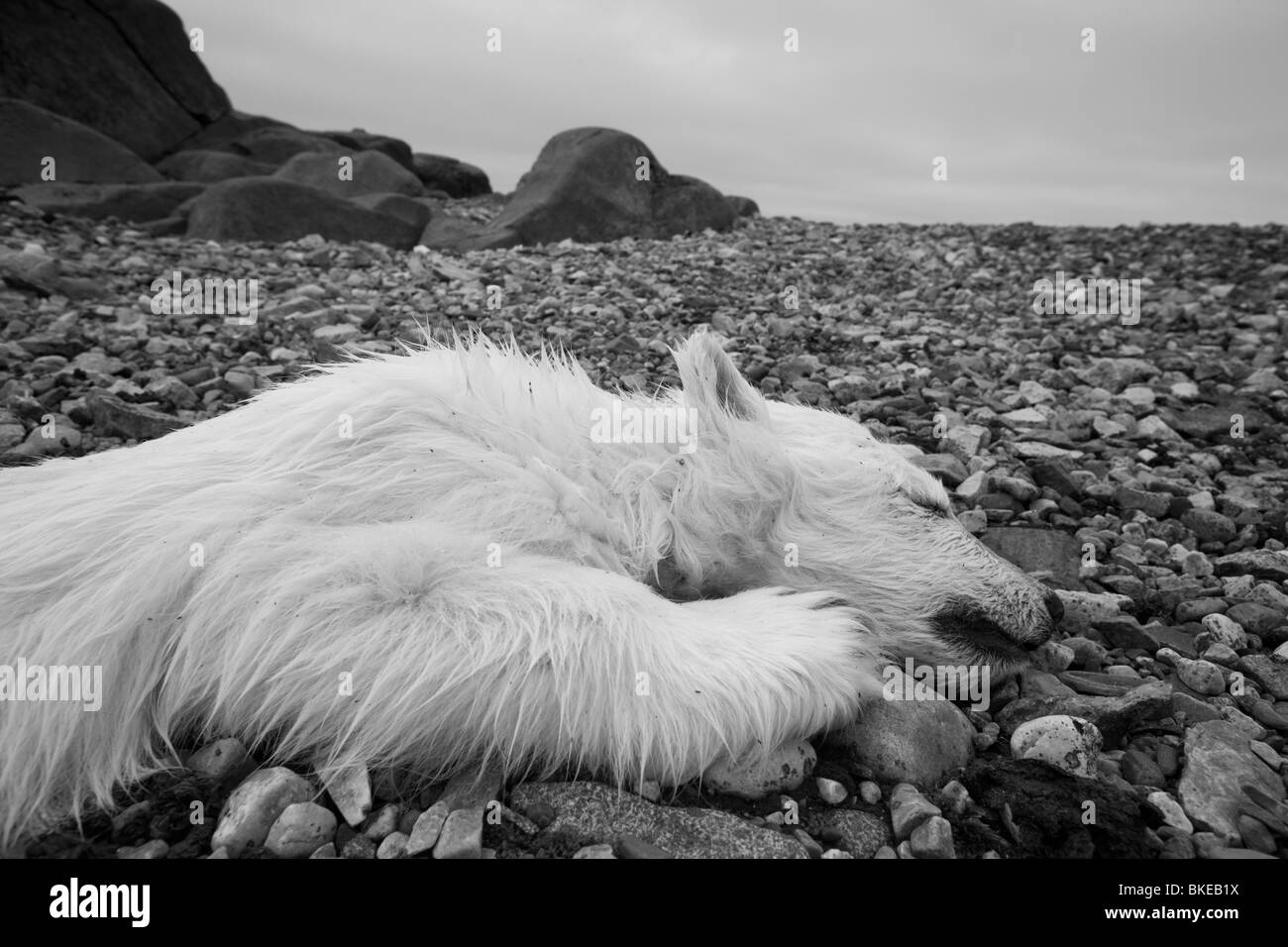 Norvegia Isole Svalbard, Nordaustlandet, Polar Bear Cub (Ursus maritimus) giace morto sulla tundra rocciosa sull isola Lagøya Foto Stock