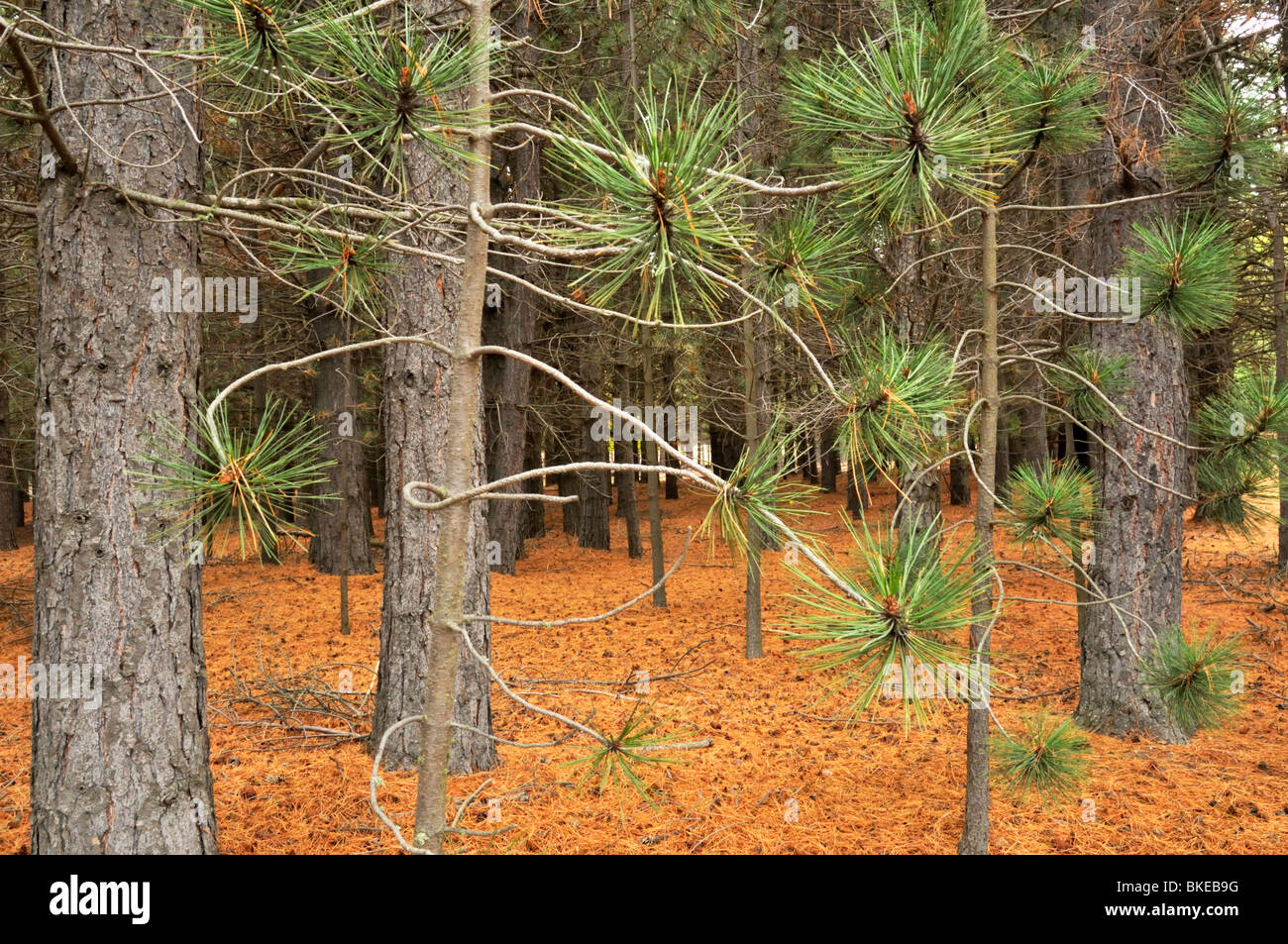 Foresta di Pini, Tekapo, Nuova Zelanda. Foto Stock