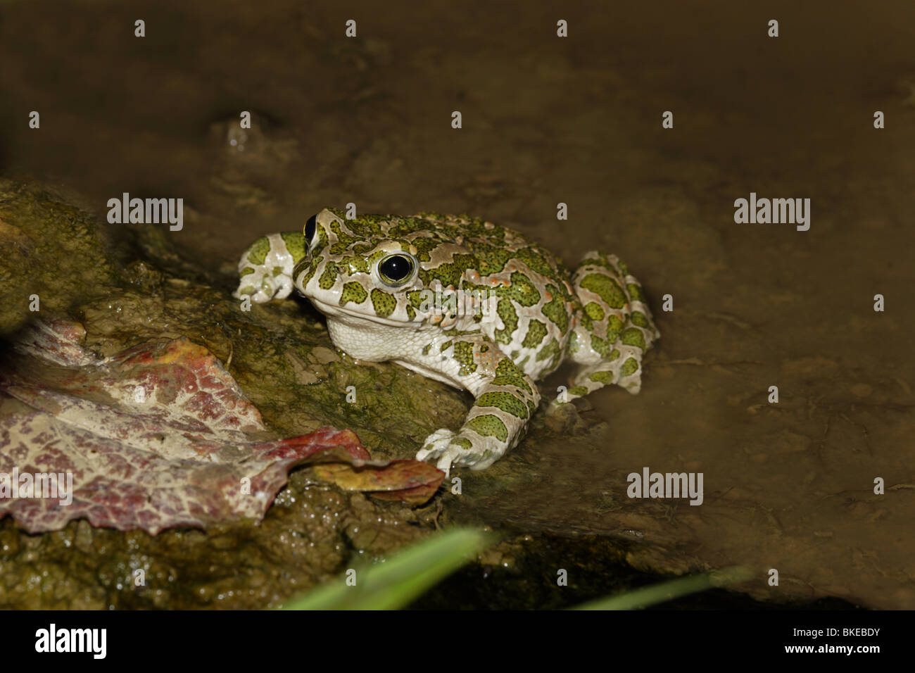 Wechselkröte, Kröte, Frosch, Europeo, verde, Toad, Bufo viridis, Foto Stock