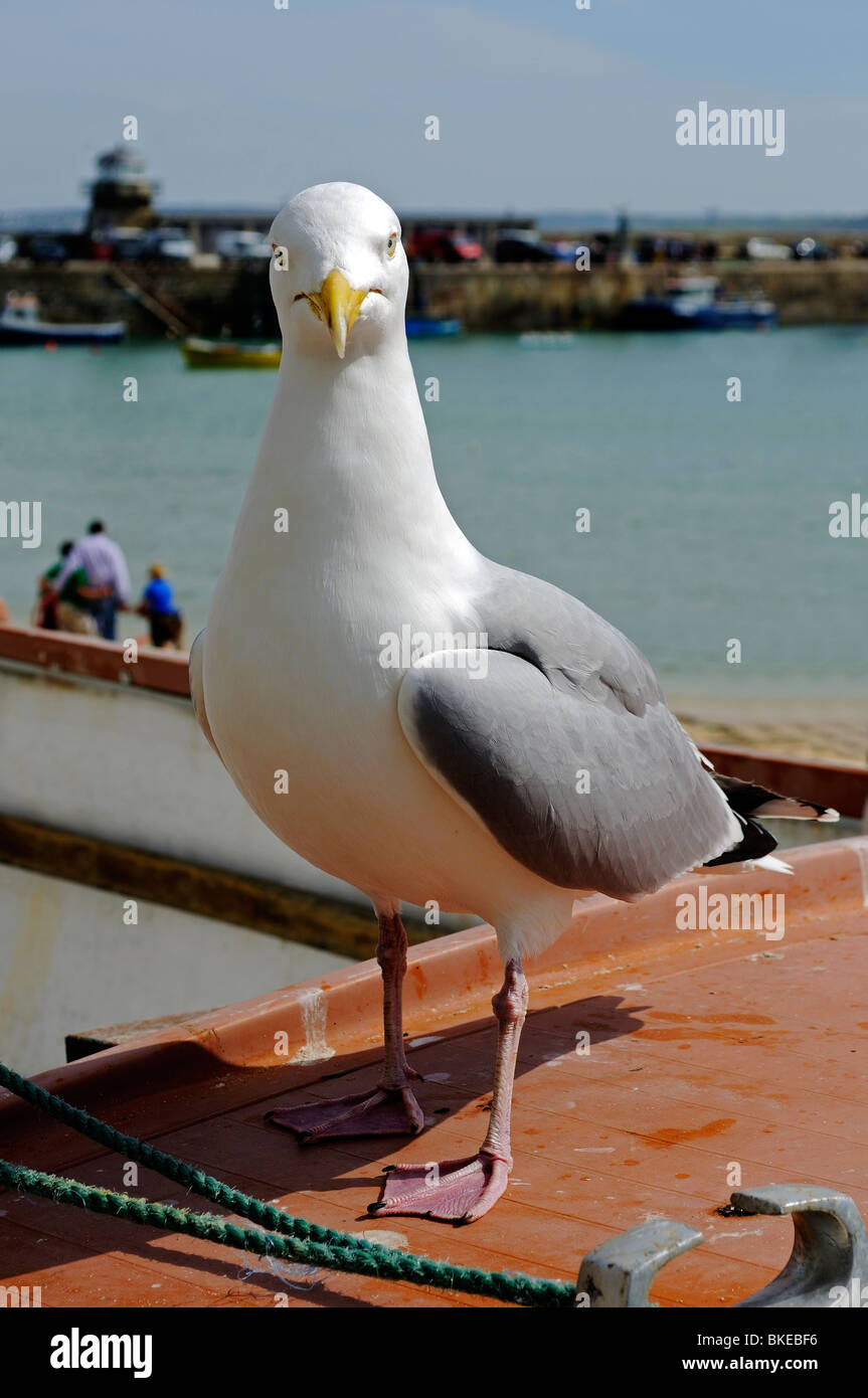 Un gabbiano di aringa, st.ives, Cornwall, Regno Unito Foto Stock