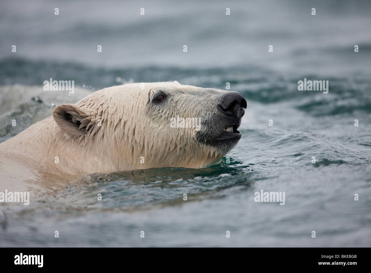 Norvegia Isole Svalbard, isola Spitsbergen, orso polare (Ursus maritimus) nuoto nel porto Sallyhammna Foto Stock