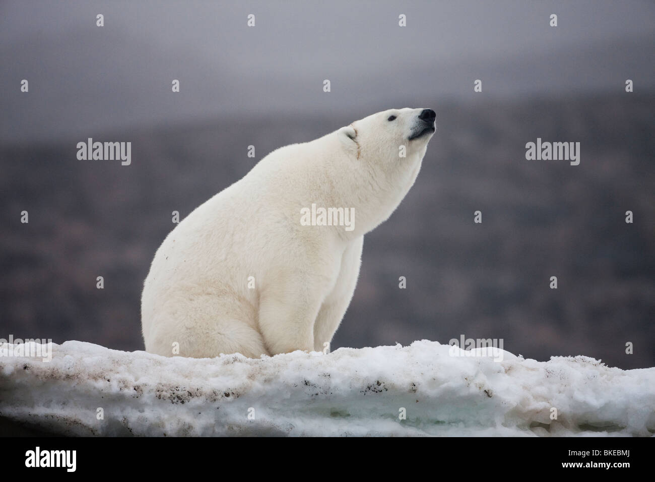 Norvegia Isole Svalbard, orso polare (Ursus maritimus) sniffs aria mentre in appoggio sulla spiaggia rocciosa di Malmgren isola sulla serata di nebbia Foto Stock