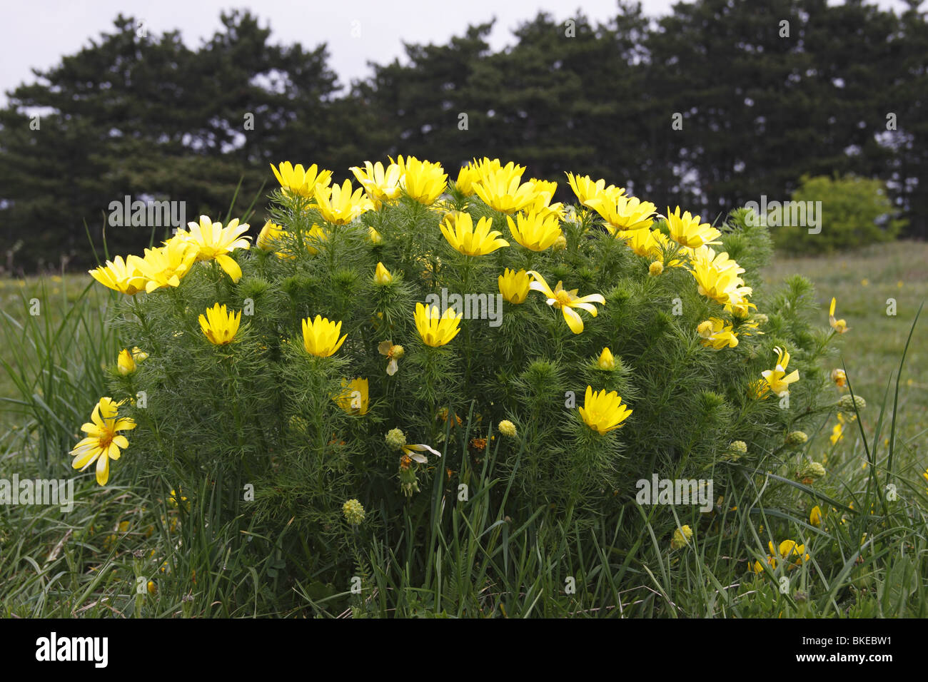 Frühlings-Adonisröschen,, Adonis vernalis, Foto Stock