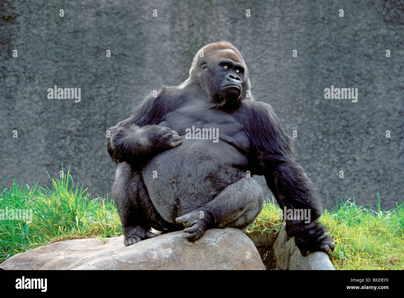 Gorilla di pianura Foto Stock