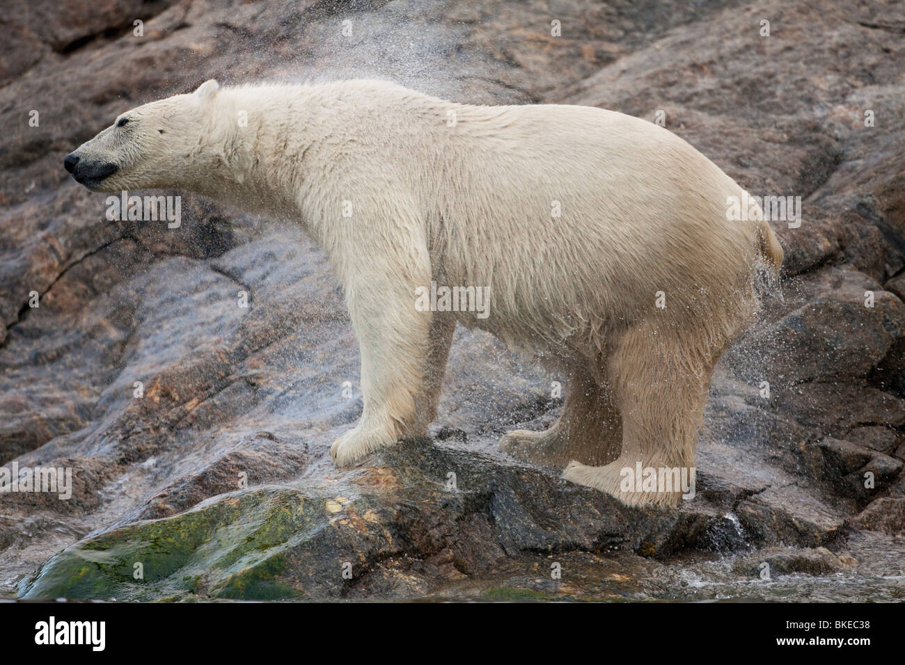 Norvegia Isole Svalbard, isola Spitsbergen, orso polare (Ursus maritimus) scuote il acqua dopo che emergono dal mare sulla costa rocciosa Foto Stock