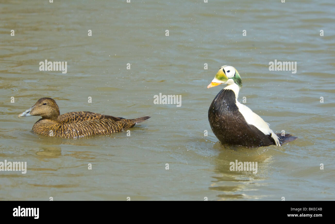 Spectacled eider Somateria fischeri captive Foto Stock