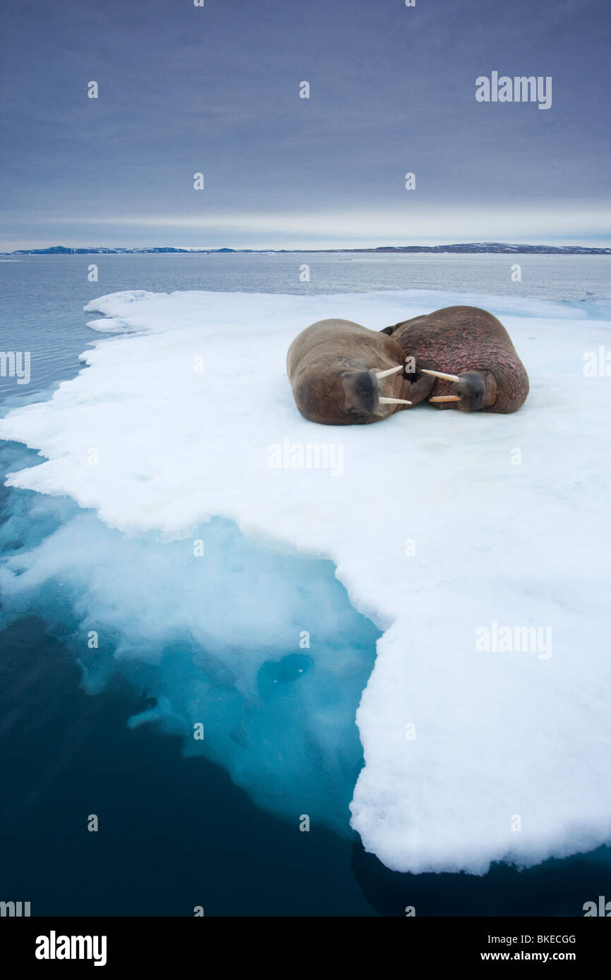 Norvegia Isole Svalbard, trichechi (Odobenus rosmarus) sul mare di ghiaccio vicino Lagøya Isola Foto Stock