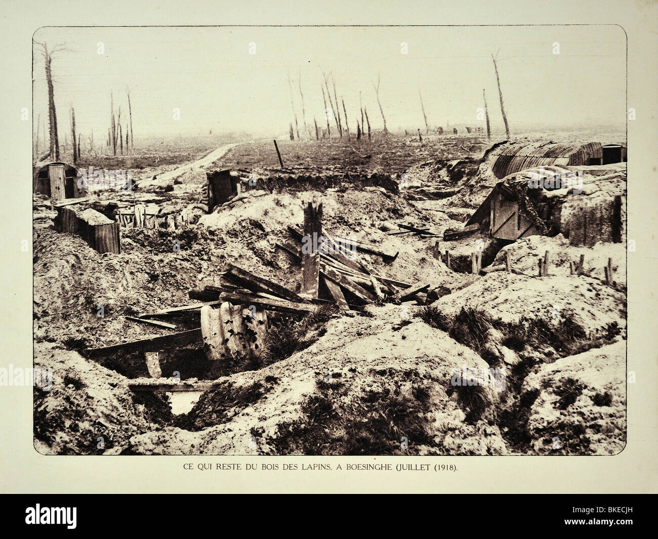 Trincee della prima guerra mondiale e di rotture di alberi della foresta dopo il bombardamento / decorticatura alla Boezinge nelle Fiandre durante la Prima Guerra Mondiale uno, Belgio Foto Stock