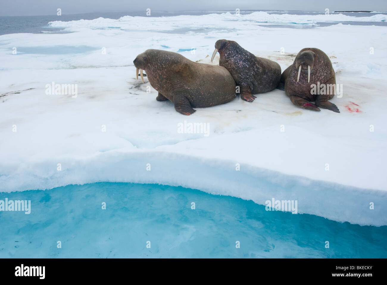 Norvegia Isole Svalbard, Nordaustlandet, tre tricheco (Odobenus rosmarus) in appoggio sul mare di ghiaccio nei pressi di Wahlberg Isola Foto Stock