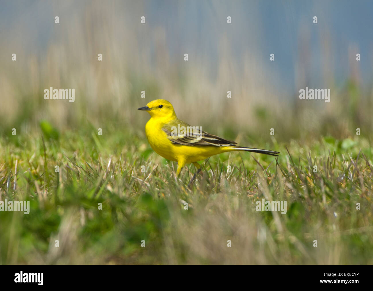 Wagtail giallo Motacilla flava Frampton paludi Lincolnshire UK Foto Stock
