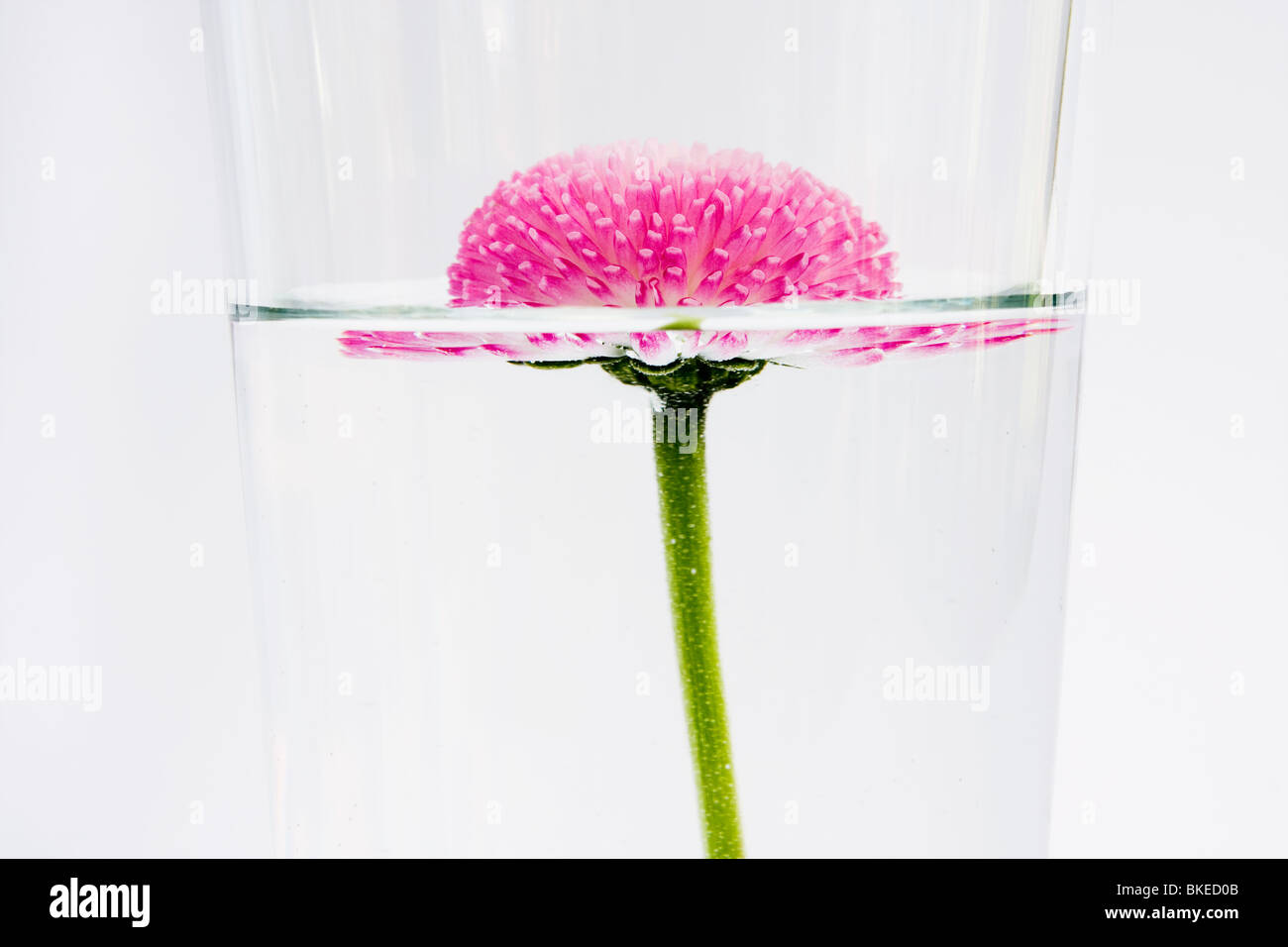Fiore rosa galleggiante in acqua su bianco Foto Stock
