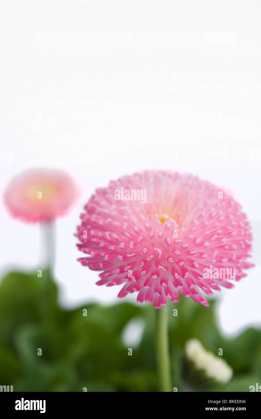 Fiore rosa isolato su bianco Foto Stock