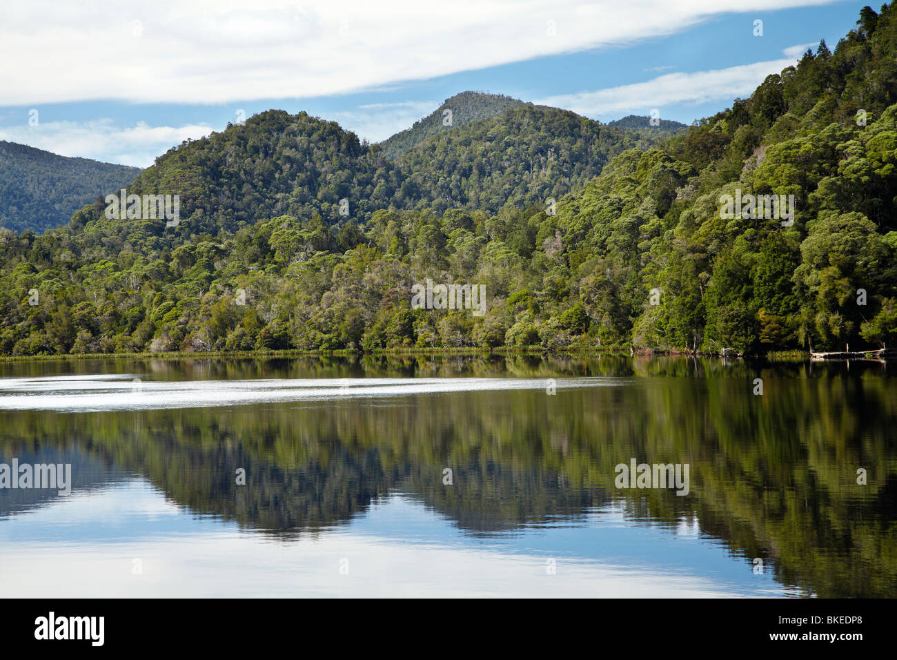 Forest riflessa nel fiume Gordon, Franklin-Gordon Wild Rivers National Park, Wilderness Area del Patrimonio Mondiale, Tasmania Foto Stock