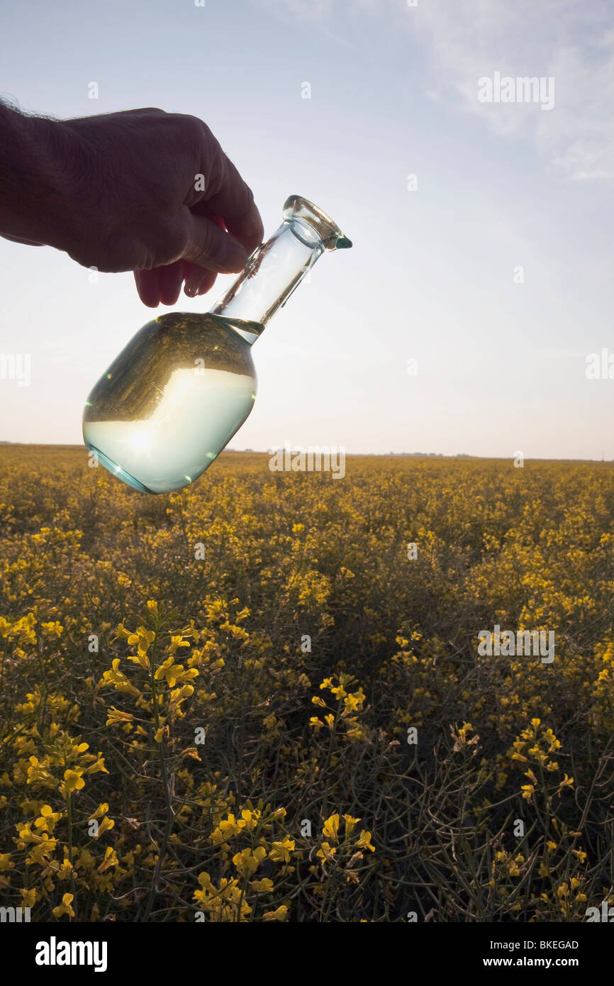 Alberta, Canada; un vasetto di olio di canola essendo versata su una fioritura Canola Field Foto Stock Alberta, Canada; un vasetto di olio di canola essendo versata su una fioritura Canola Field Foto Stock