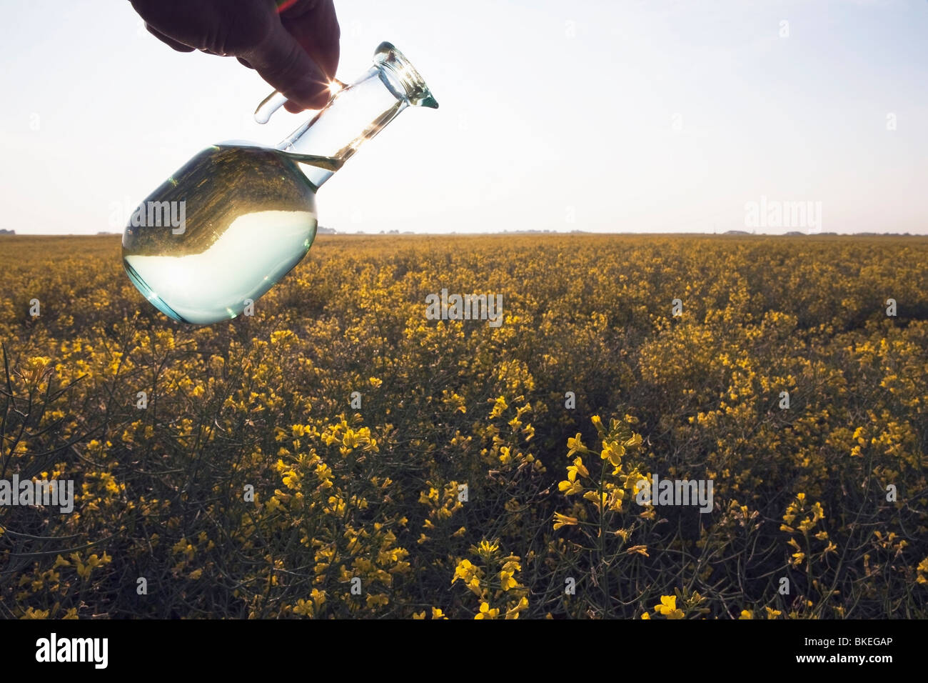 Alberta, Canada; un vasetto di olio di canola essendo versata su una fioritura Canola Field Foto Stock Alberta, Canada; un vasetto di olio di canola essendo versata su una fioritura Canola Field Foto Stock