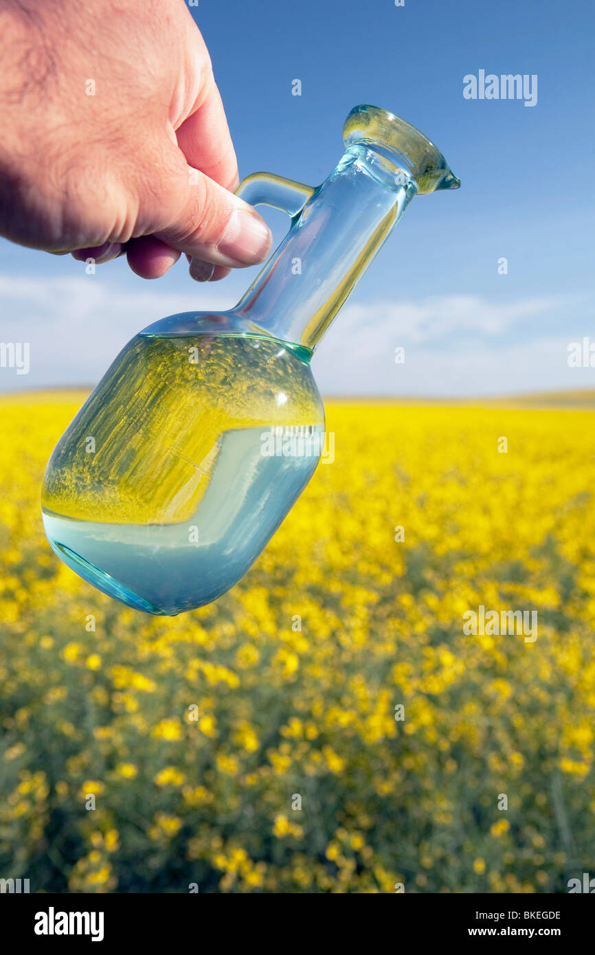 Alberta, Canada; un vasetto di olio di canola essendo versata su una fioritura Canola Field Foto Stock Alberta, Canada; un vasetto di olio di canola essendo versata su una fioritura Canola Field Foto Stock