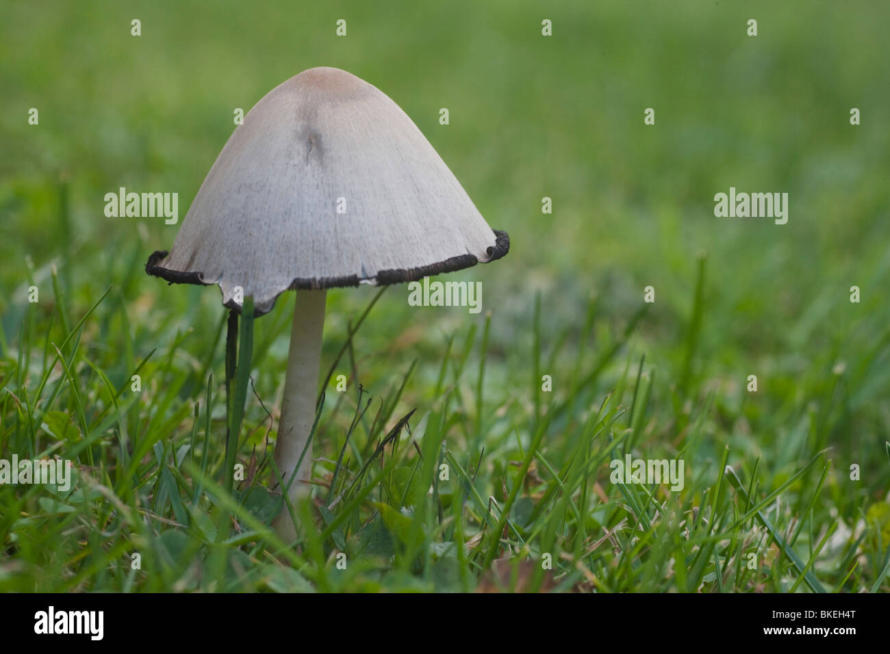 Un fungo cresce in erba Foto Stock