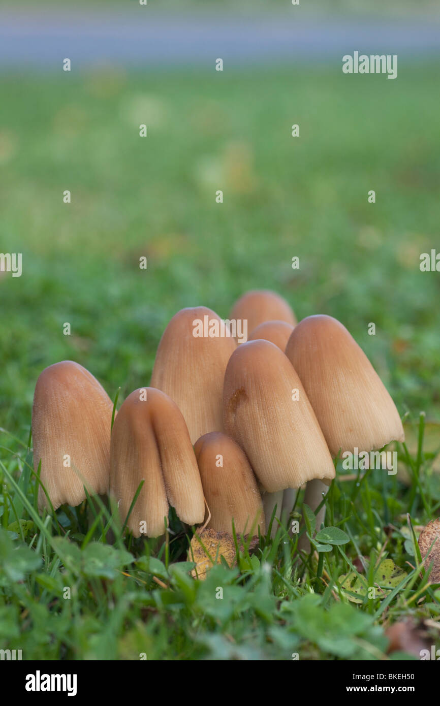 I funghi che crescono in erba Foto Stock