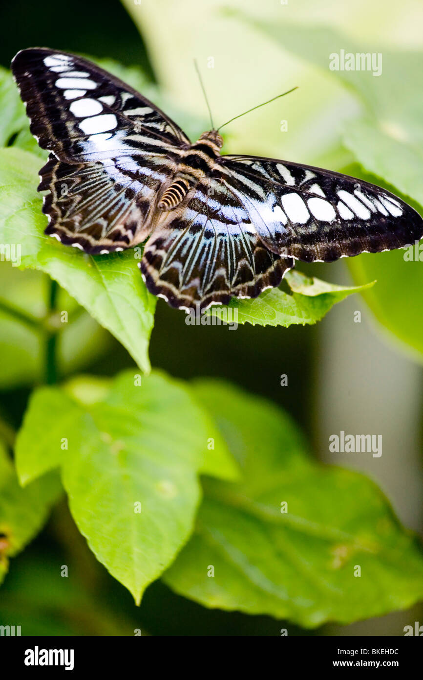 Farfalla in appoggio su una foglia Foto Stock