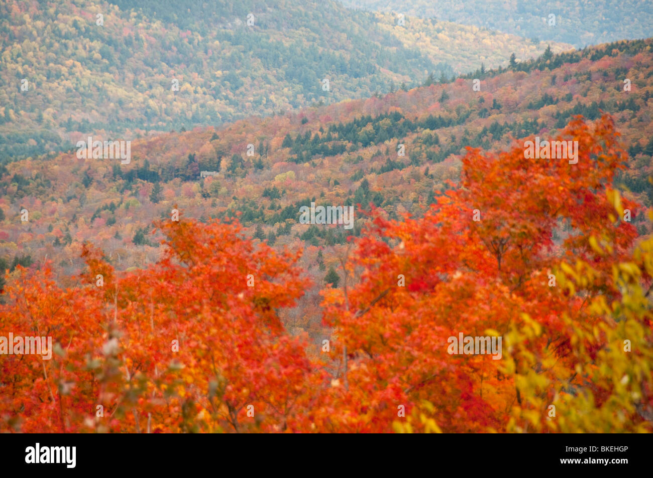 Caduta delle Foglie, Autunno Autunno,colori,Color,colori,Bear tacca Road,Bartlett, White Mountain National Forest, New Hampshire, STATI UNITI D'AMERICA Foto Stock