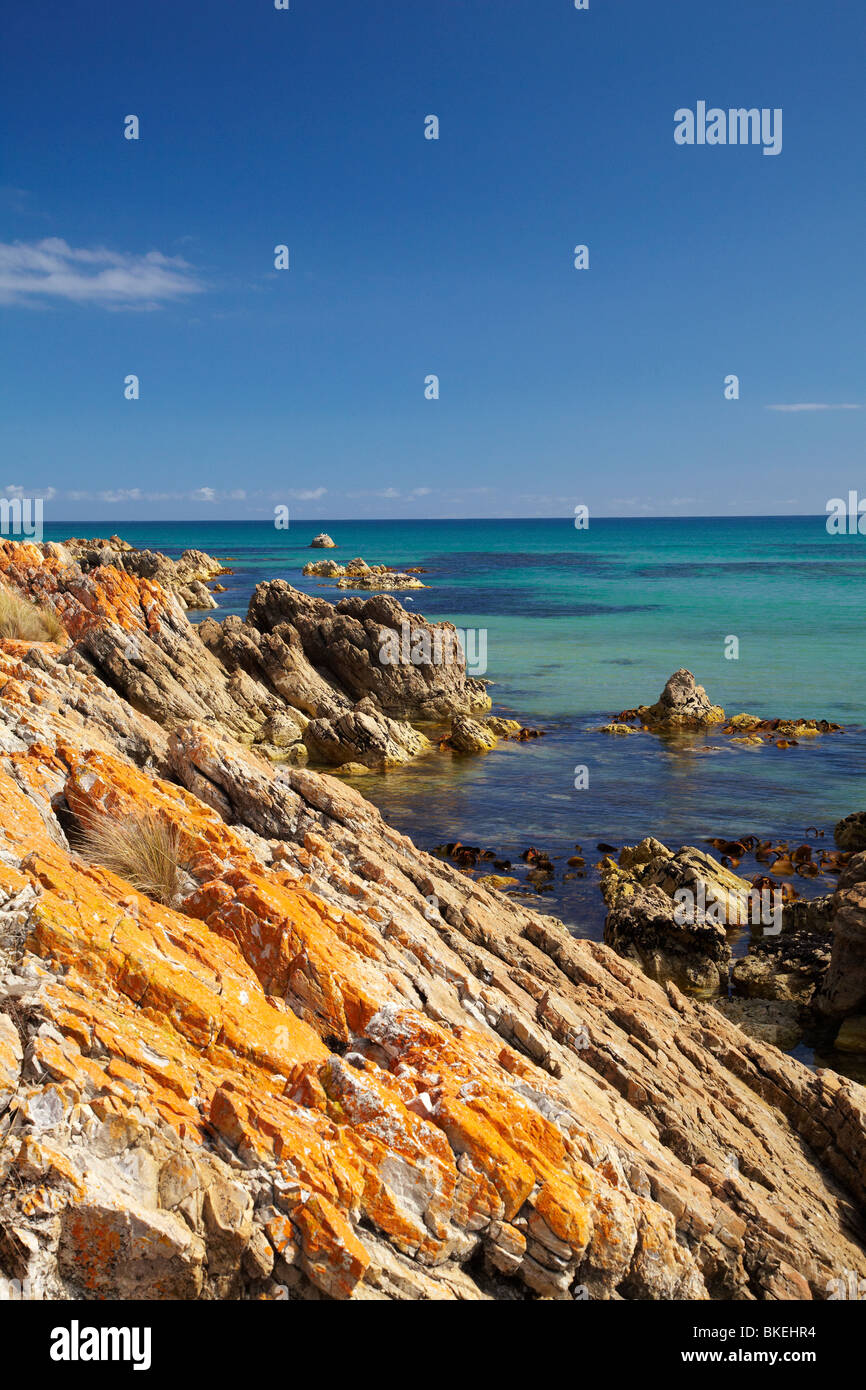 Lichene arancione sulle rocce, Green Point, Ann Bay, Marrawah, North Western Tasmania, Australia Foto Stock