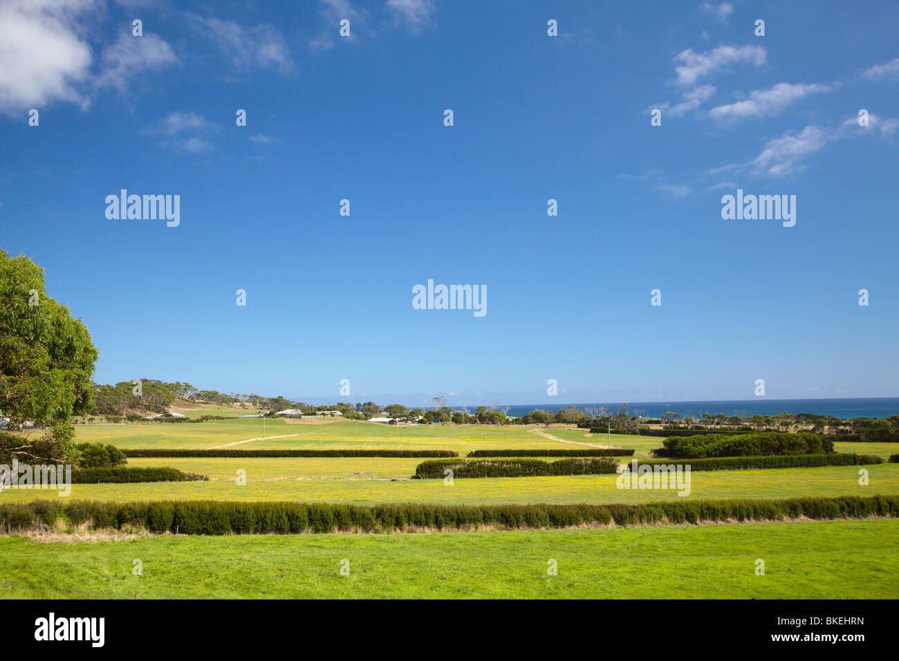 Terreni agricoli, Marrawah, North Western Tasmania, Australia Foto Stock
