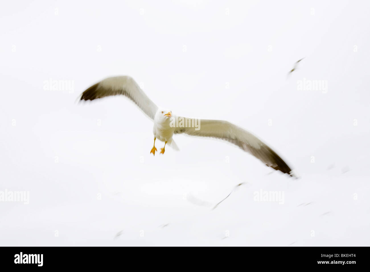 Un Lesser Black Backed Gull attaccando un intruso vicino il suo nido in Europe più grande colonia di GABBIANO Foto Stock