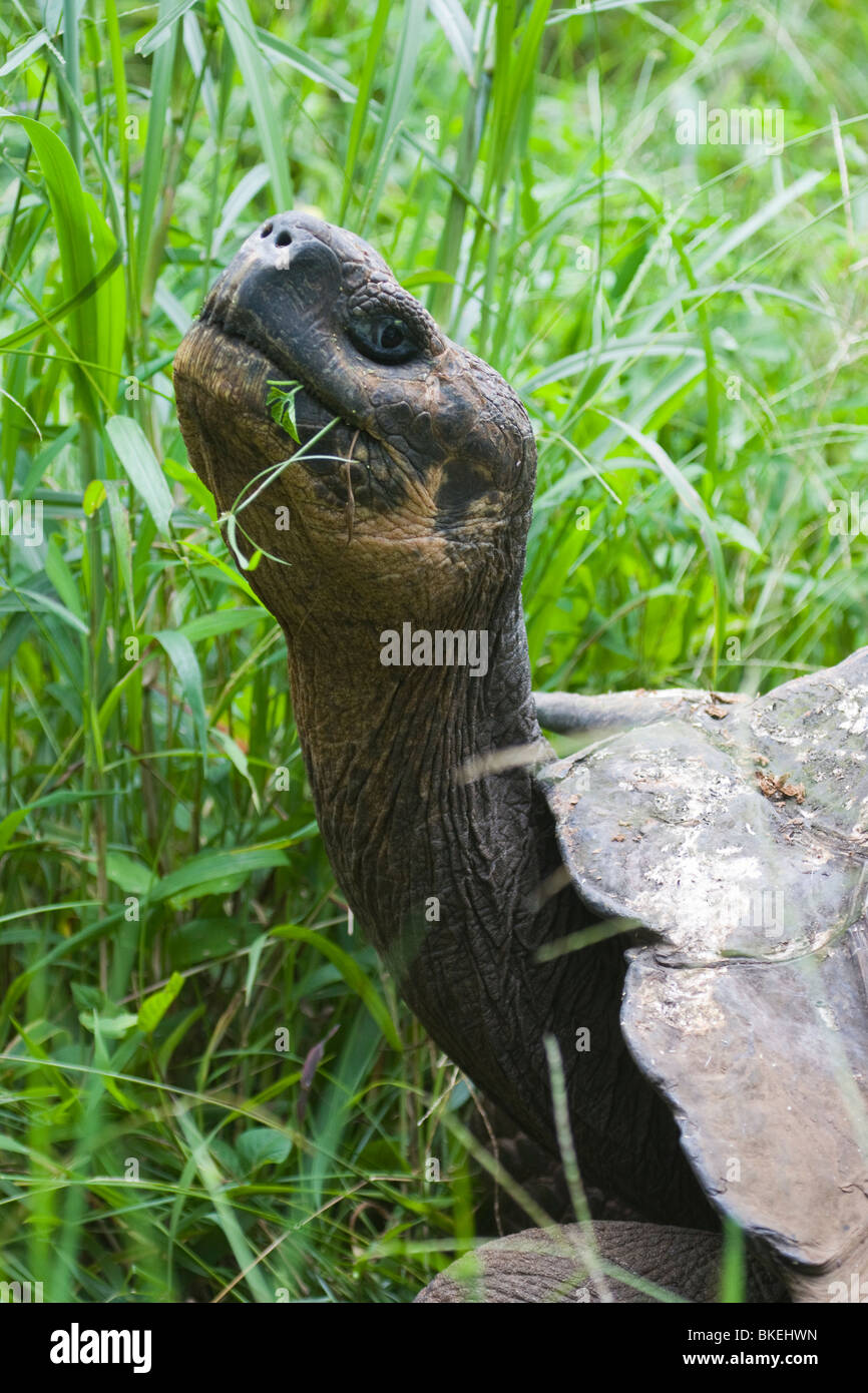 Rettili Galapagos (Gigante) Tartaruga Geochelone elephantopus ssp. porteri Santa Cruz infaticabile Foto Stock