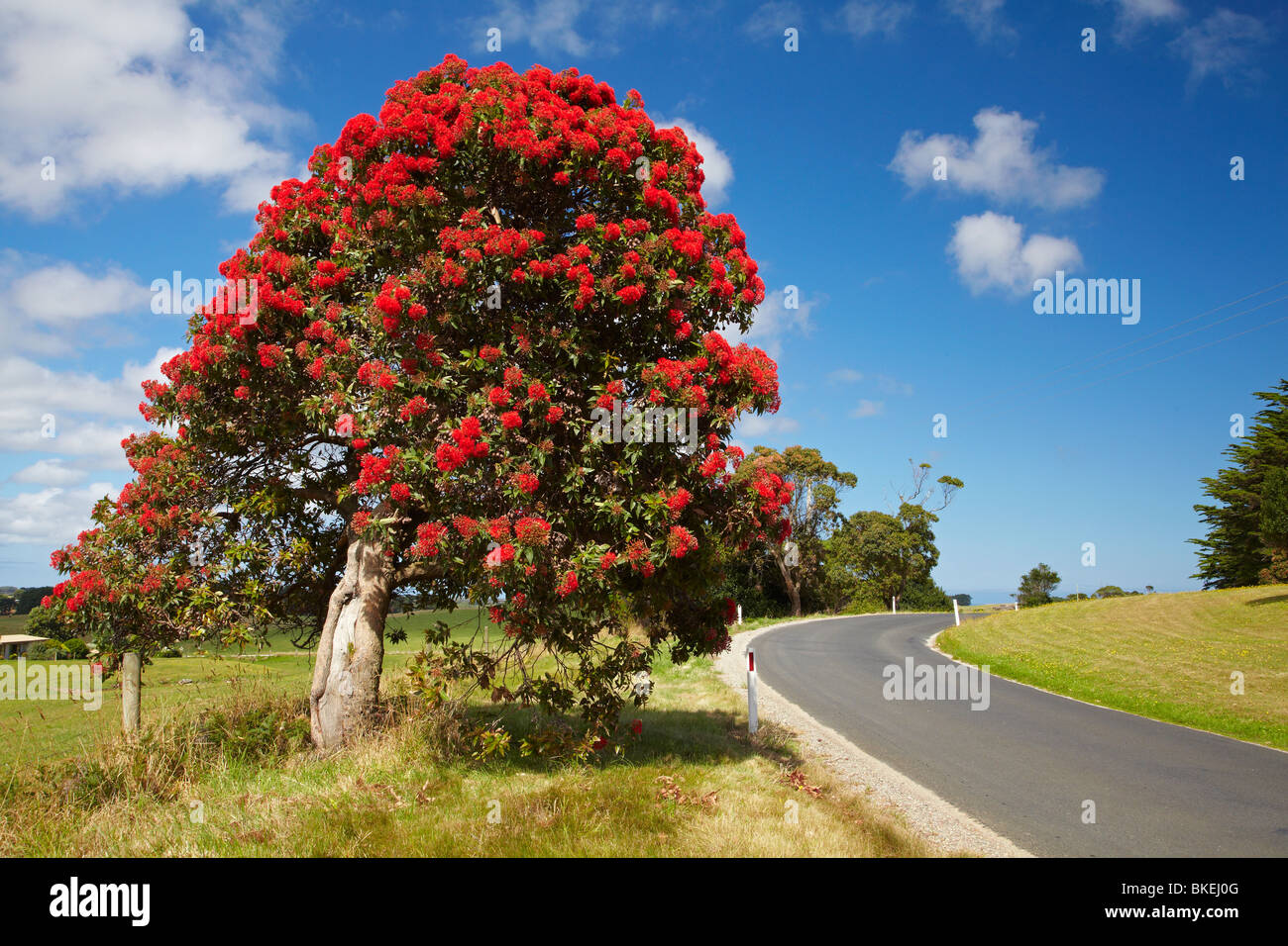Fioritura rossa Gum Tree, Marrawah, North Western Tasmania, Australia Foto Stock