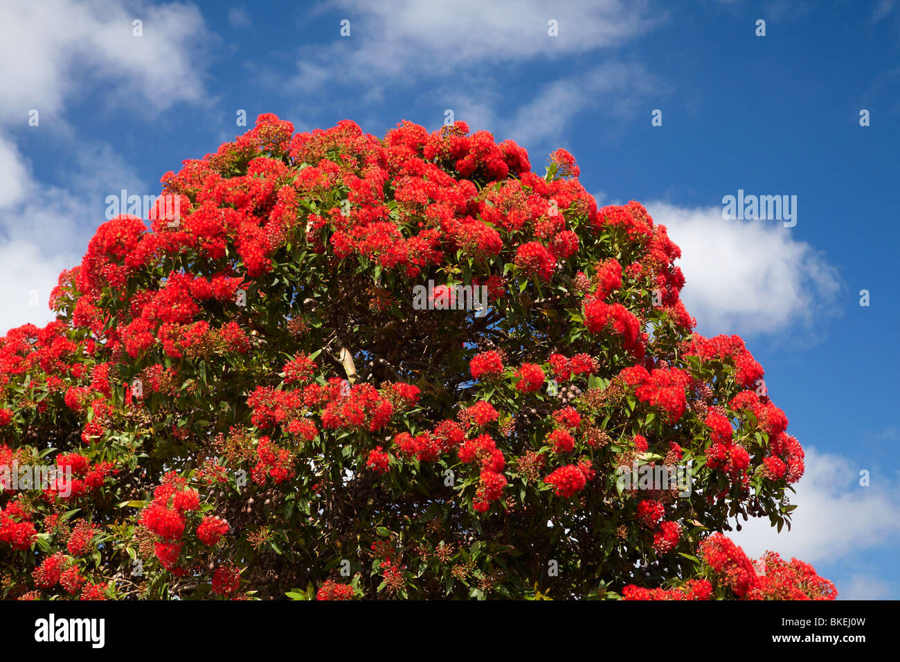 Fioritura rossa Gum Tree, Marrawah, North Western Tasmania, Australia Foto Stock