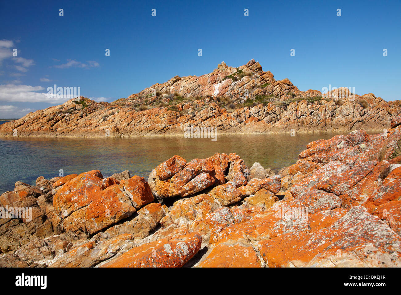 Lichene arancione sulle rocce, West Point, North Western Tasmania, Australia Foto Stock