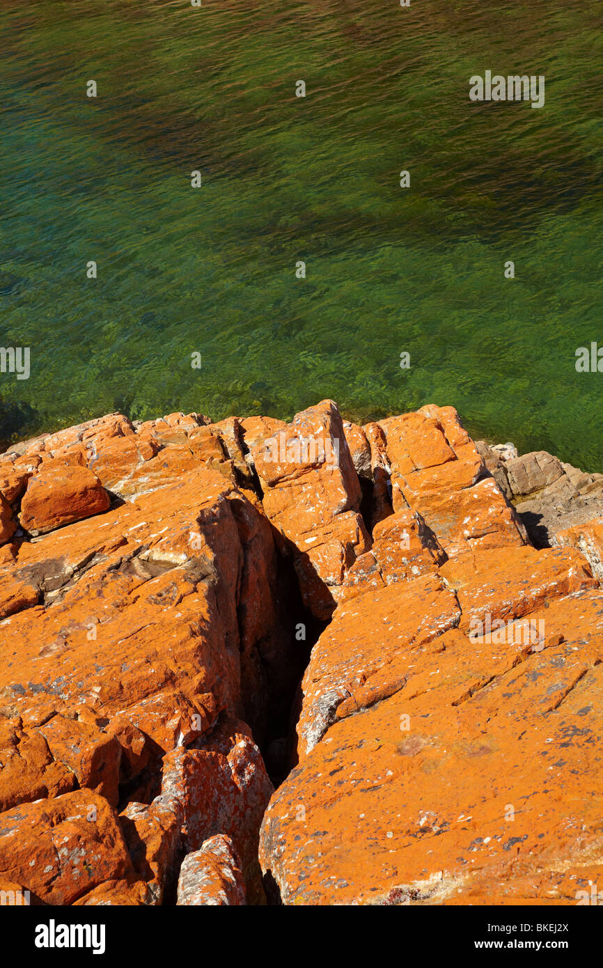 Lichene arancione sulle rocce, West Point, North Western Tasmania, Australia Foto Stock