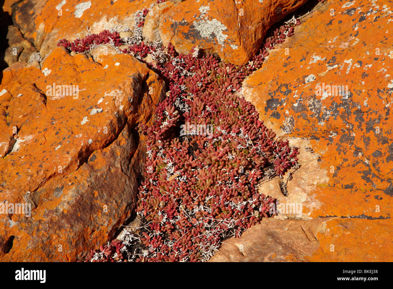 Lichene arancione su rocce rosse e succulenta, West Point, North Western Tasmania, Australia Foto Stock
