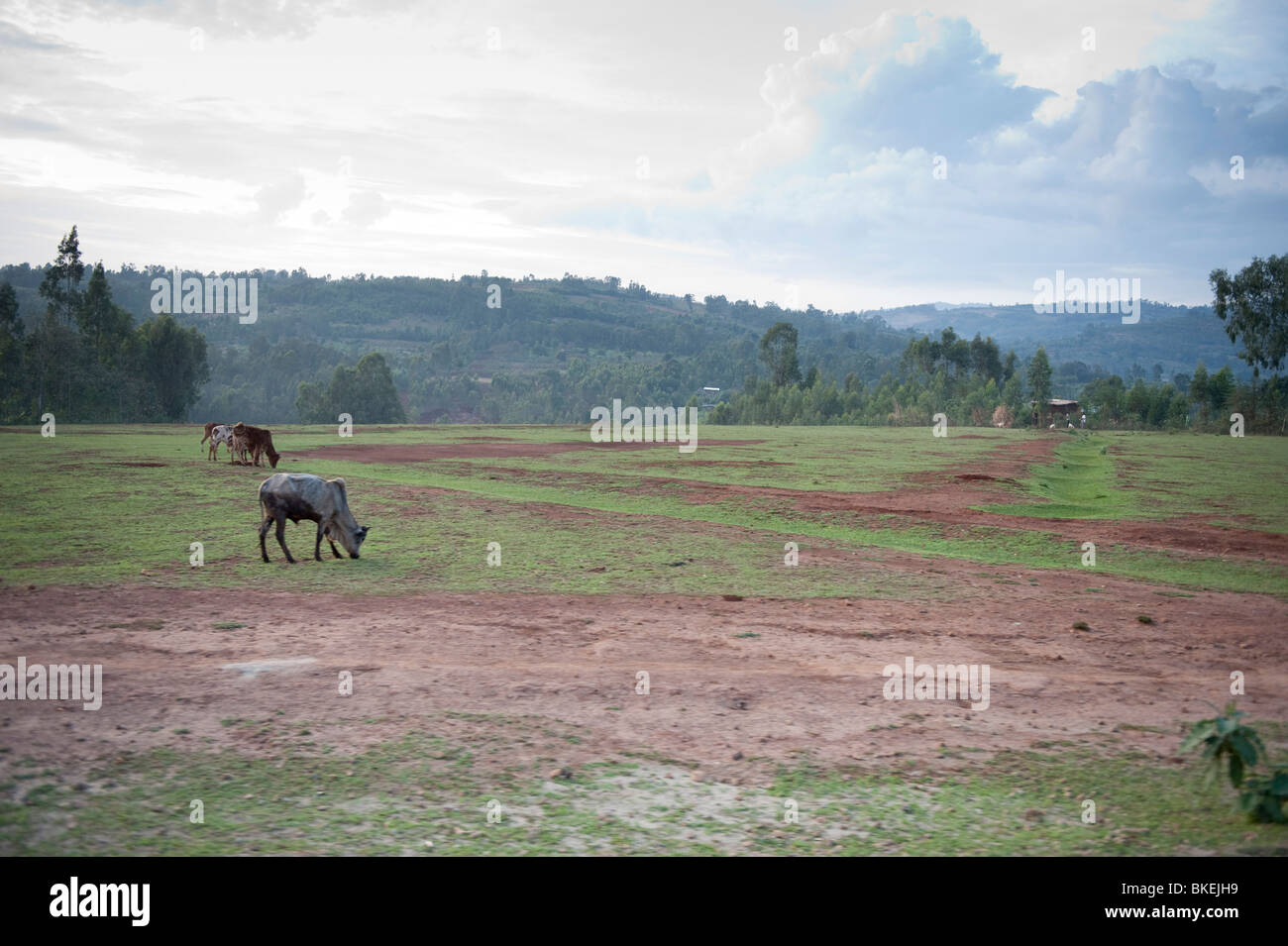 Campo che mostra l erosione del suolo con le mucche al pascolo Etiopia Foto Stock