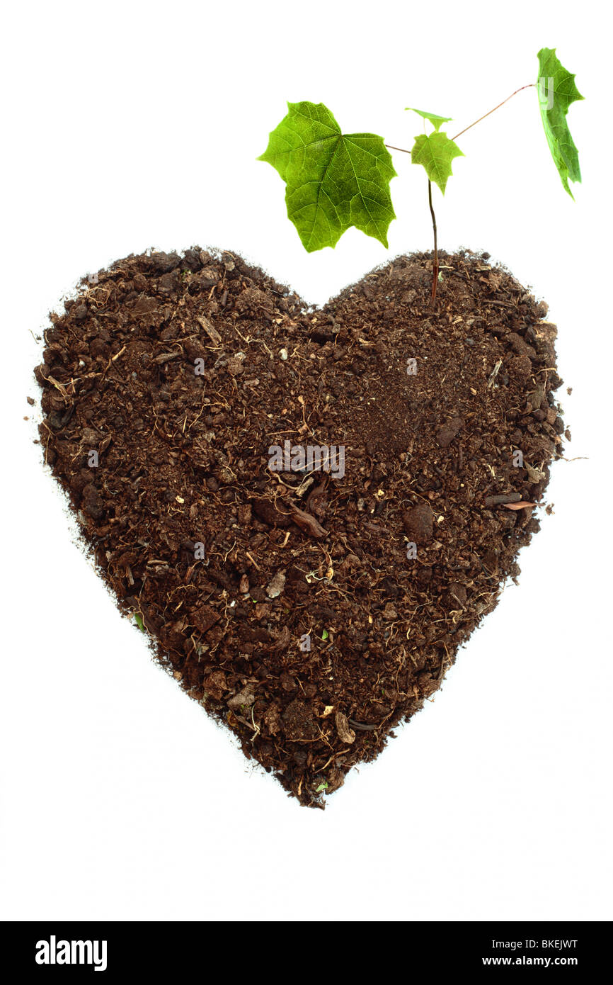 Forma di cuore fatta di terreno con alberello su sfondo bianco Foto Stock