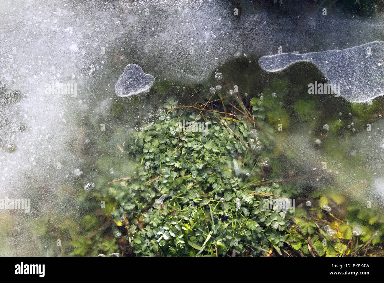 Erba ghiacciata piante sotto la neve del ghiaccio in inverno il suolo Foto Stock